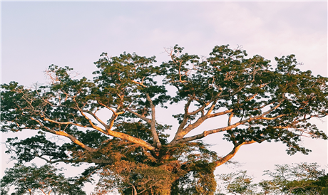 Banner Picture